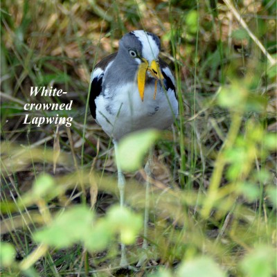 White-crowned Lapwing